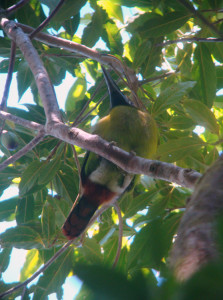 Image of Emerald Toucanet