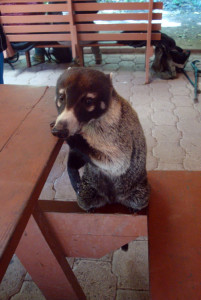 Image of a Coati