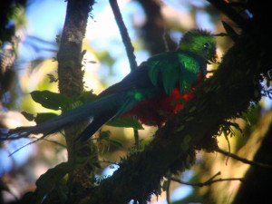 Image of Quetzal