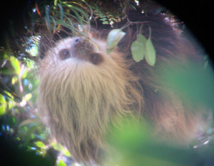 Image of Two Toed Sloth