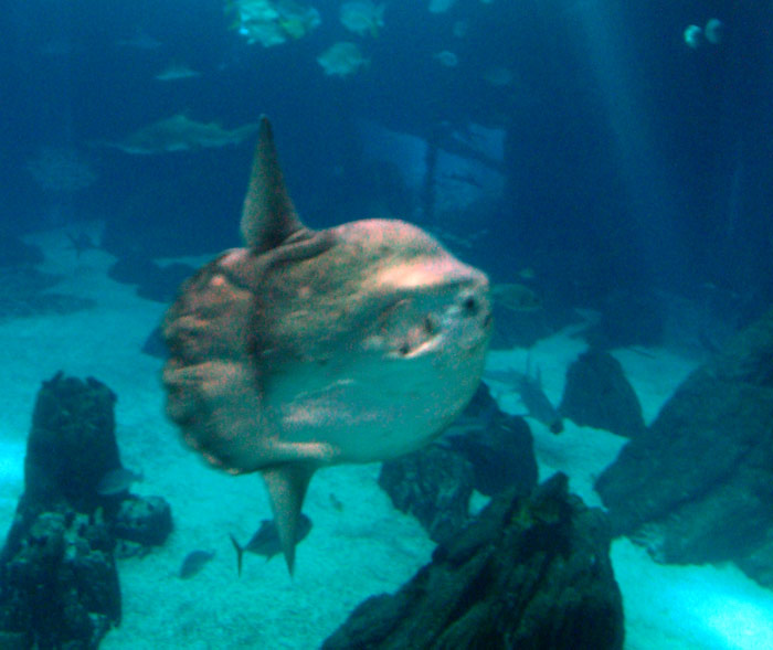 Image of sunfish