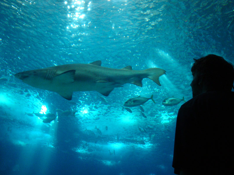 Image of Mark with Sharks