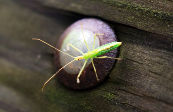 Image of Insect at Shades State Park