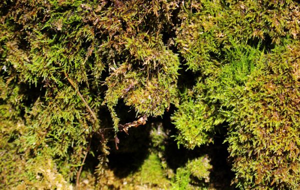 Image of Moss at Shades State Park