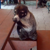 Monteverde and Santa Elena Cloud Forest Reserves: Birds, Sloths, and Tarantulas, Oh My!